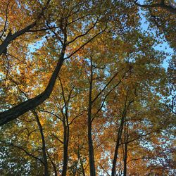 Low angle view of trees in forest