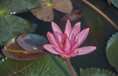 Honey-bee sitting on lily