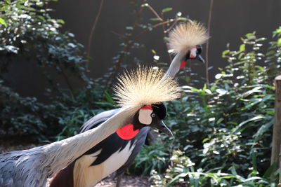 Close-up of a bird