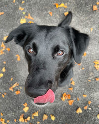 Close-up portrait of black dog