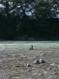 View of ducks swimming in lake