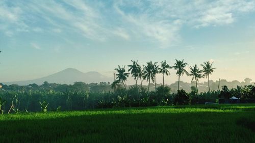 Scenic view of agricultural field against sky