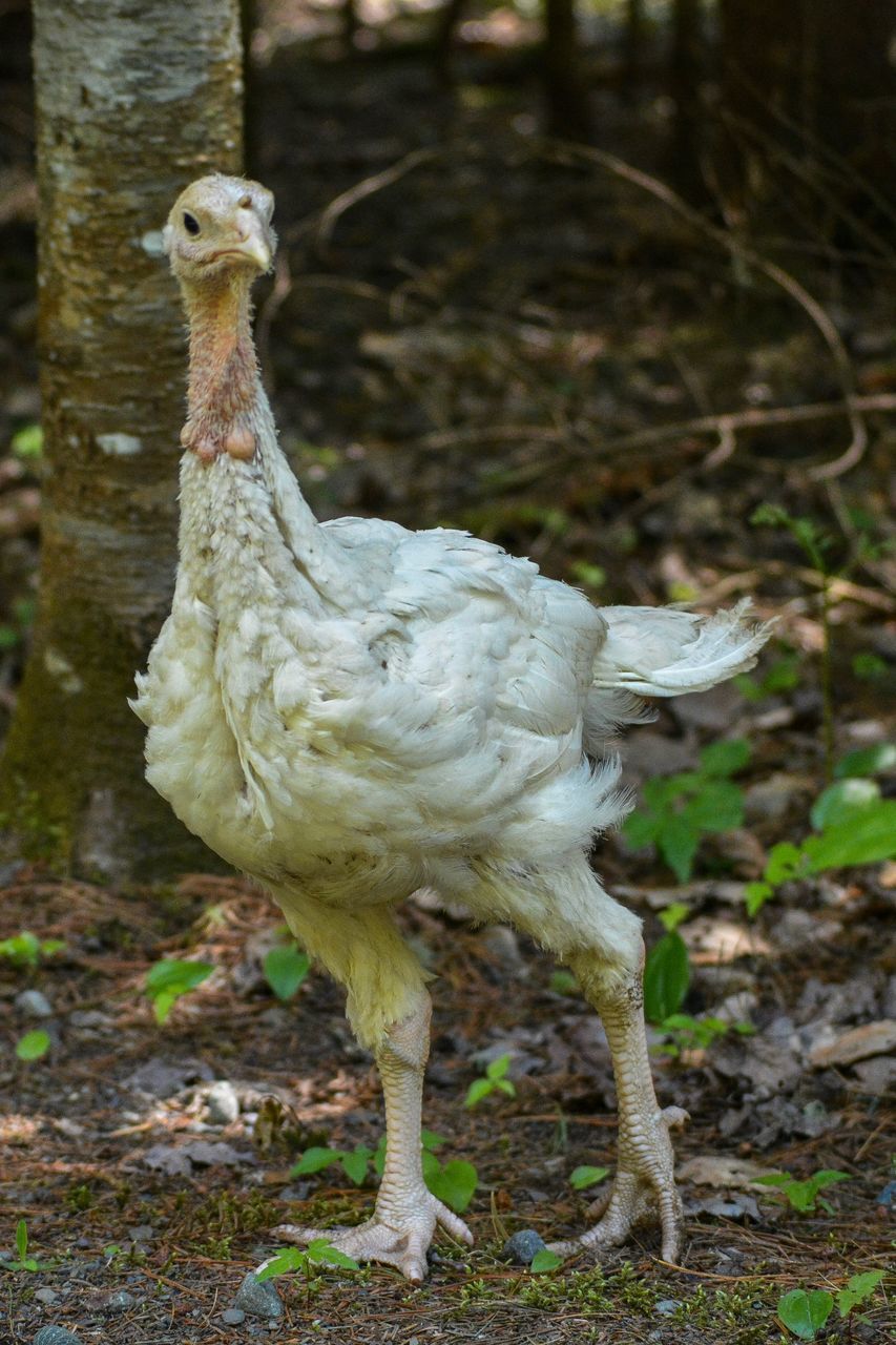 CLOSE-UP OF A BIRD STANDING ON LAND