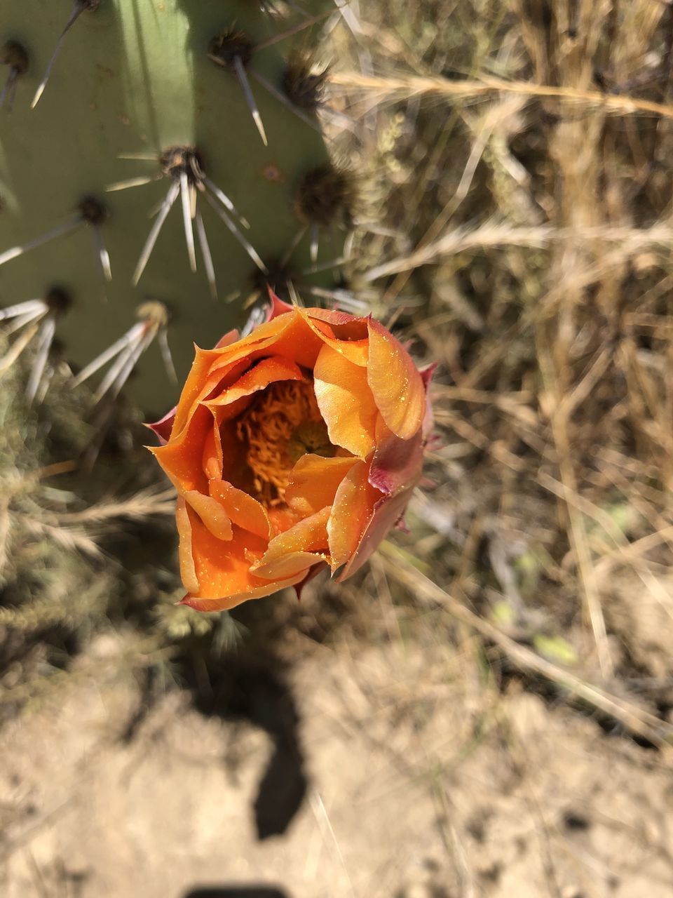 CLOSE-UP OF WILTED ORANGE ROSE FLOWER ON LAND