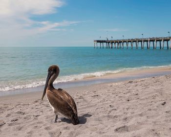 Bird perching on shore at beach against sky