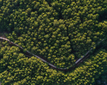 Low angle view of trees