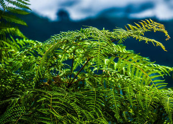 Close-up of pine tree