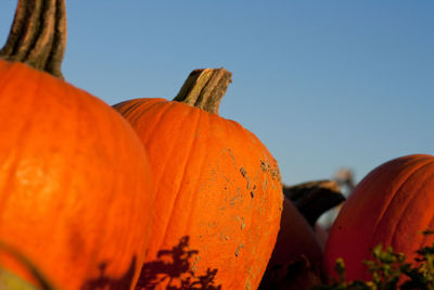 Close-up of pumpkin against clear sky