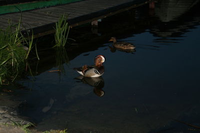 High angle view of ducks swimming on lake