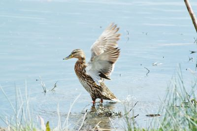 Bird flying over lake