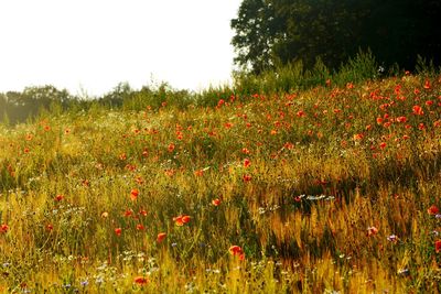 Red poppy flowers in field