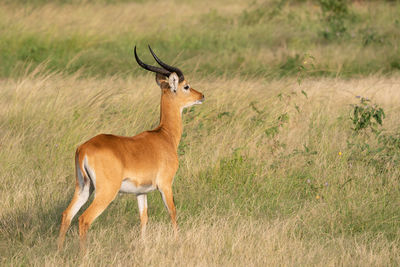 Uganda kob, kobus thomasi,  queen elizabeth national park, uganda