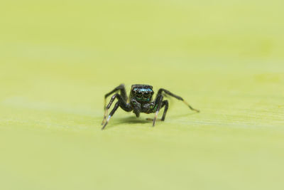 Close-up of jumping spider on leaf