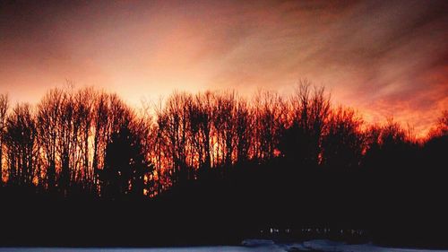 Silhouette of trees at sunset