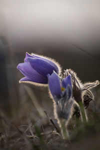 Close-up of purple crocus flowers on field