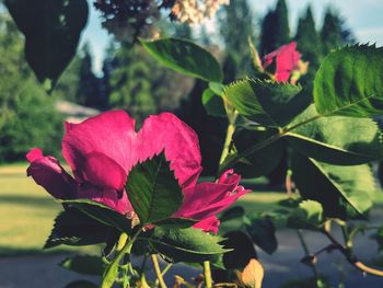 Close-up of red hibiscus blooming outdoors