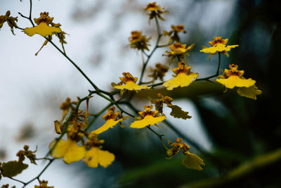 Close-up of yellow flowering plant