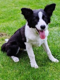 Portrait of black dog on field