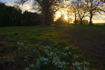 View of trees in forest