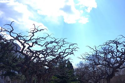 Low angle view of trees against sky