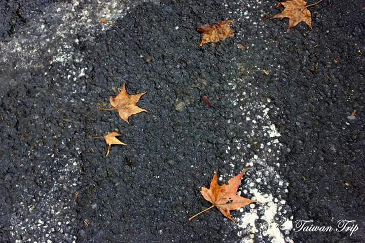 autumn, change, leaf, season, leaves, dry, fallen, maple leaf, high angle view, street, asphalt, road, falling, nature, yellow, day, ground, orange color, outdoors, natural pattern