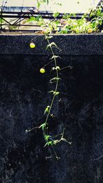 Close-up of yellow leaves on road