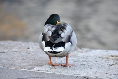 Close-up of bird perching on retaining wall