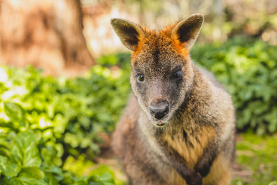 Close-up of an animal on field