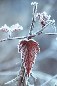 Close-up of frozen plant during winter