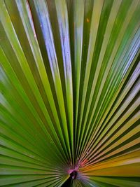 Full frame shot of palm leaf