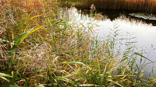 Plants at lakeshore