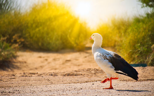 Close-up of seagull on sand