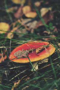 Close-up of fly agaric mushroom on field