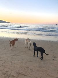 View of dogs on beach