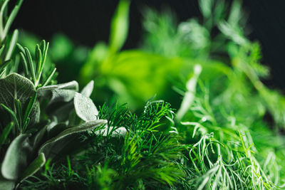 Close-up of fresh green plant