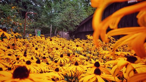 People on yellow flowering plants