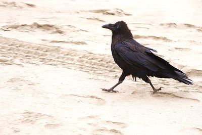 Close-up of bird perching on sand