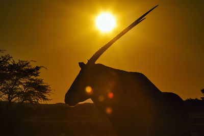 Low angle view of silhouette person holding umbrella against sky during sunset