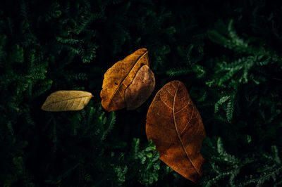 Close-up of dried autumn leaves on field