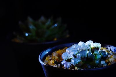 Close-up of flowers on table