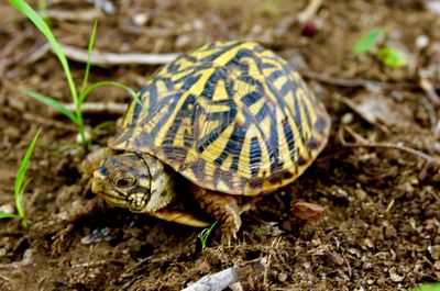 Close-up of turtle on field