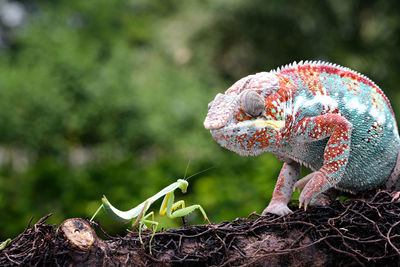 Close-up of a lizard on tree