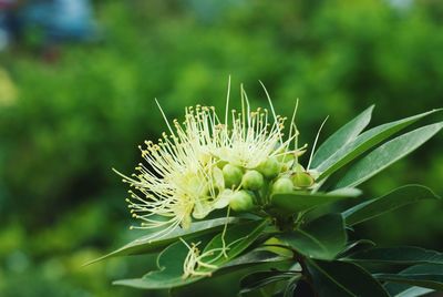 Close-up of white flowering plant