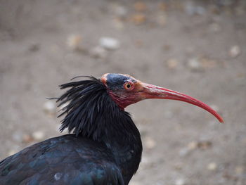 Close-up of black ibis