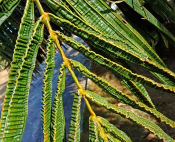 Close-up of fern leaves