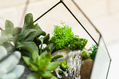 High angle view of green leaves on plant