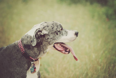 Close-up of great dane on field