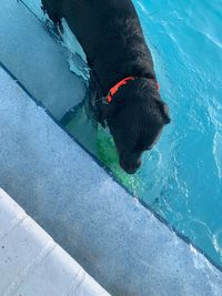 Bump the rottie swimming 