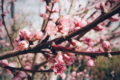 Close-up of cherry blossoms in spring