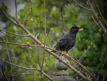Close-up of bird perching on tree